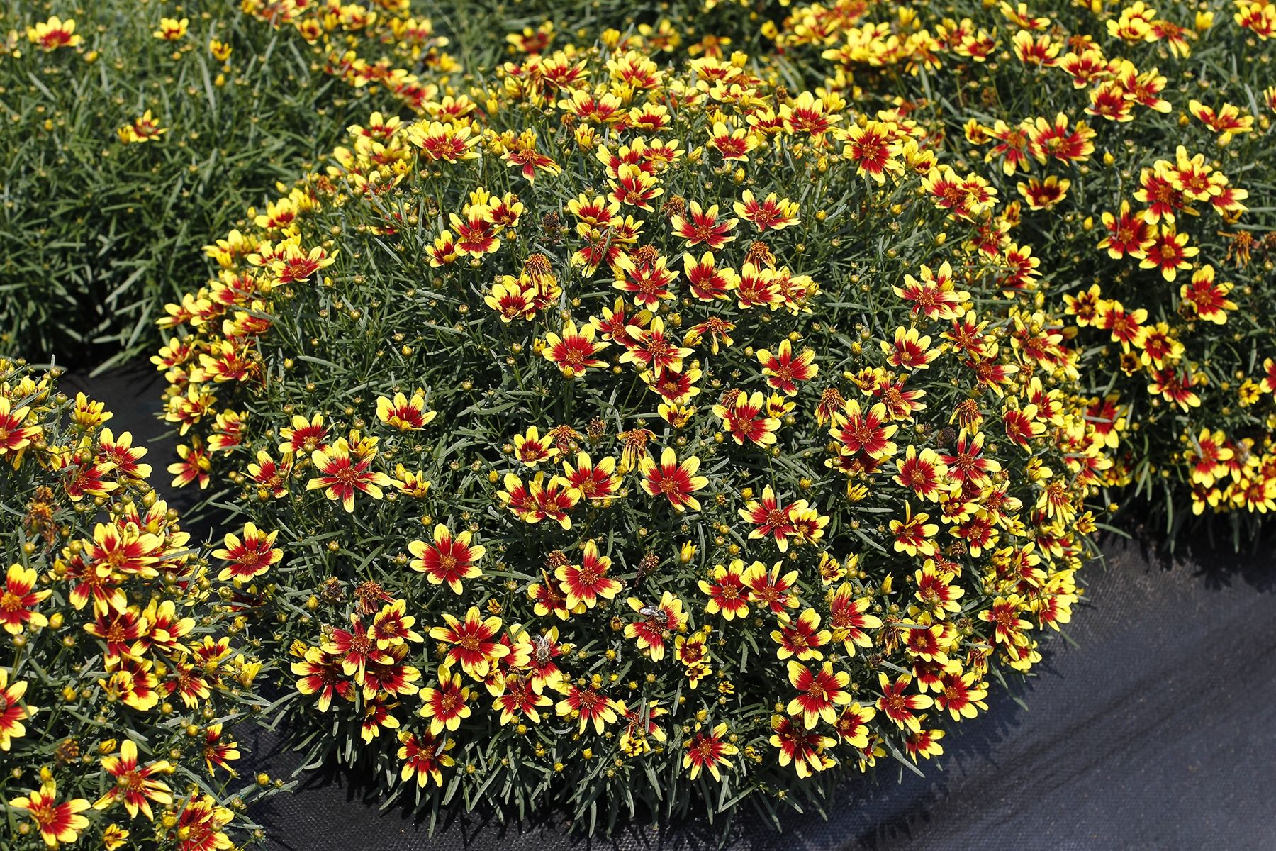 Coreopsis verticillata 'Red & Gold'